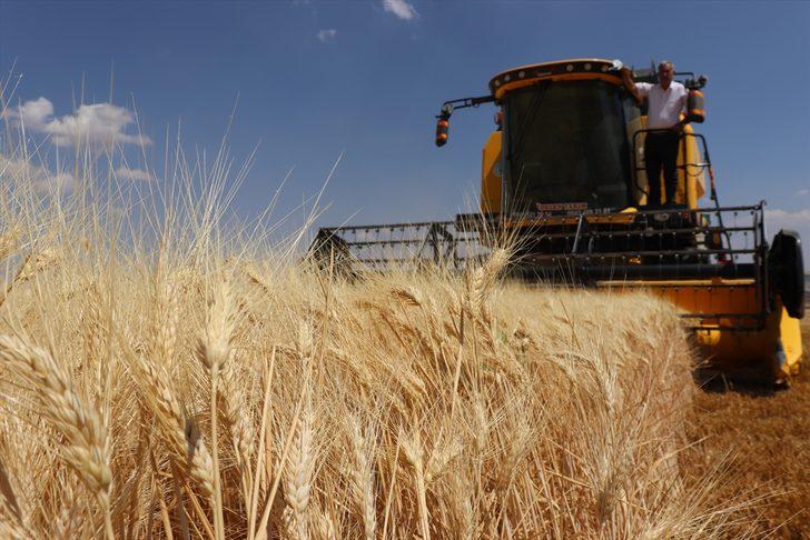 Gaziantep'te makarnalık sert buğdayın hasadına başlandı G1