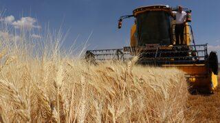 Gaziantep'te makarnalık sert buğdayın hasadına başlandı