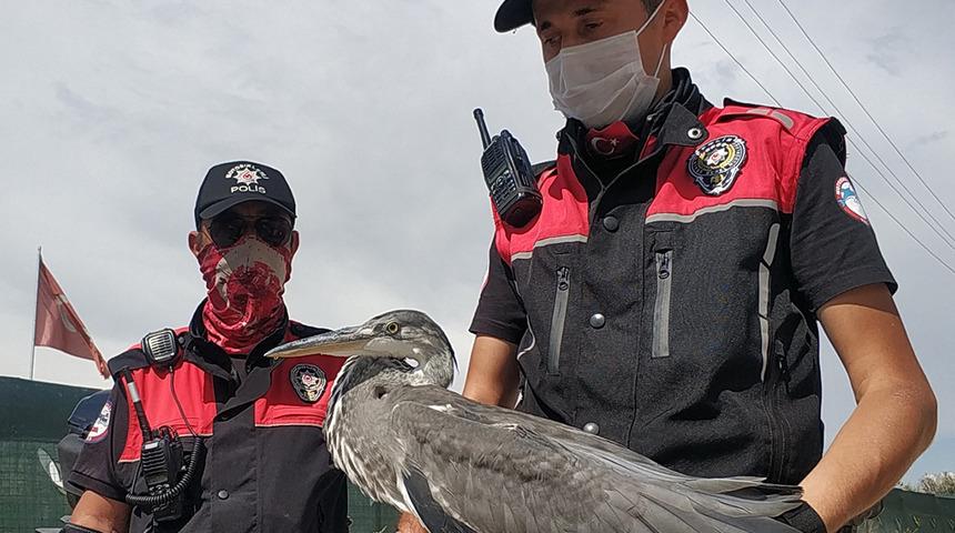 Bitkin halde bulunan gri balıkçıl kuşu koruma altına alındı
