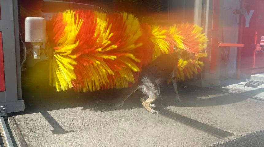 Gören telefona sarılıyor! Akaryakıt istasyonunda şaşırtan anlar