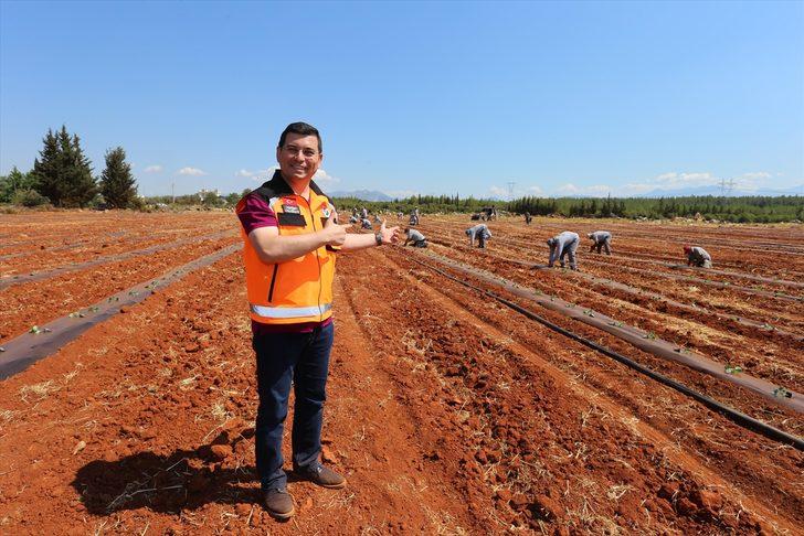 Antalya'da belediyenin tarlaya dönüştürdüğü alanda karpuz, kavun yetiştirilecek G1