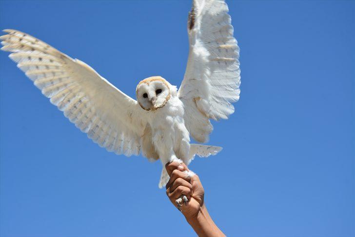 Şanlıurfa'da yaralı bulunan peçeli baykuş korumaya alındı G2