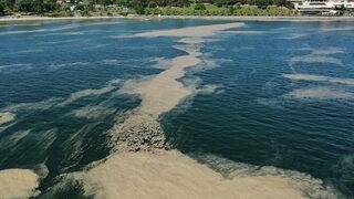 Bu kez Bakırköy sahiline vurdu! İstanbul'da müsilaj kabusu devam ediyor