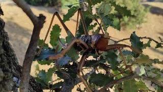 Yaprakların arasından çıktı! Batman'da dev çekirge şaşkınlığı