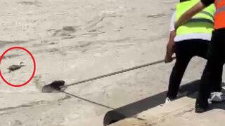 Deniz salyasından uçamayan martının imdadına ekipler yetişti