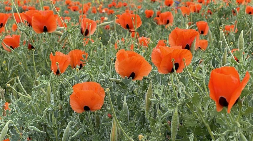 Bingöl'deki gelincik tarlaları görsel şölen sunuyor
