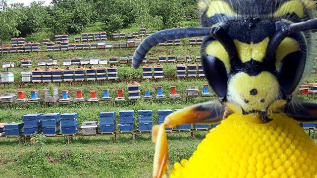 'Katil arı' bir ilde daha görüldü! Vatandaşlar yetkililerden yardım istedi