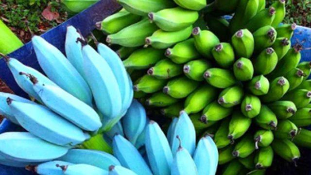 Son dönemlerin popüler meyvesi! Vanilya tadında bir muz hiç yediniz?
