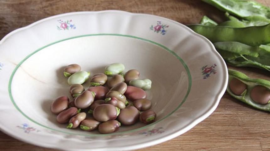 Uzman isim açıkladı: Bakla tüketimi, meme kanserine karşı etkili