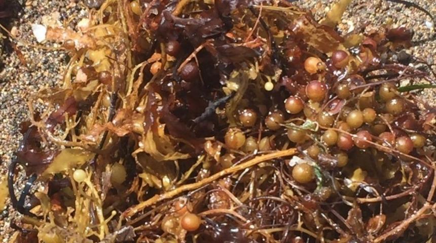 Müsilaj’dan sonra şimdi de Sargassum felaketi! Sargassum nedir? Sargassum neden zararlı?