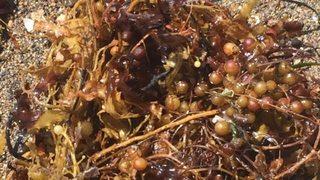 Müsilaj’dan sonra şimdi de Sargassum felaketi! Sargassum nedir? Sargassum neden zararlı?