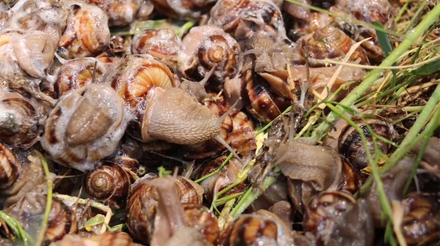 Belirli tarihler arasında toplanması yasak! Baskın yapılan evde 5 çuval ele geçirildi