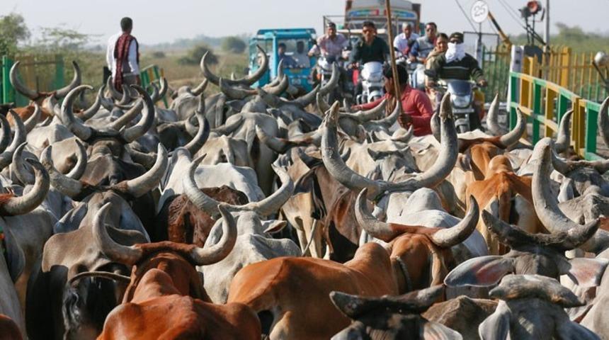 Hindistan’da inek kaçakçılığı yaptığı iddia edilen kişi linç edildi