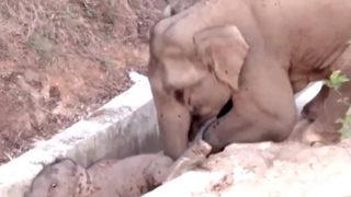 Fillerin dayanışması! Çin'de su kanalına düşen yavru fili başka bir fil kurtardı
