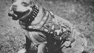 Sokak köpeğinden altın madalyalı savaş kahramanına uzanan hikaye! Birinci Dünya Savaşı’na damga vurdu