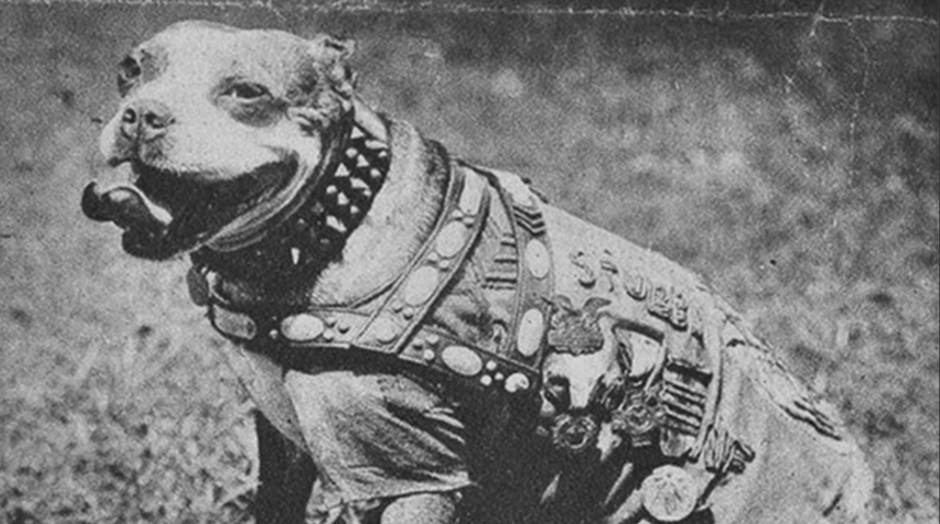 Sokak köpeğinden altın madalyalı savaş kahramanına uzanan hikaye! Birinci Dünya Savaşı’na damga vurdu