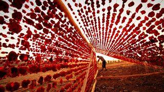 Yurt dışından bile kuru dolmalık biberlere sipariş yağıyor! 