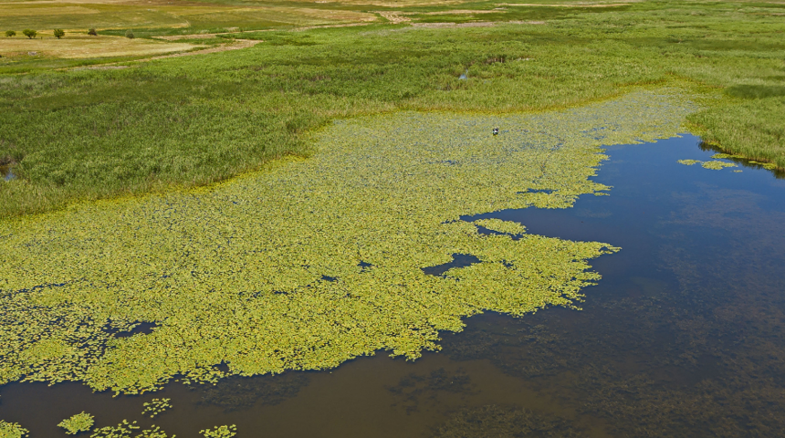 Uzunluğu 7 kilometreyi buluyor! Nilüferleri koparmanın cezası 73 bin TL