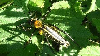 Endişelendiren olay! Dev çekirgeler bu kez Van'da görüldü