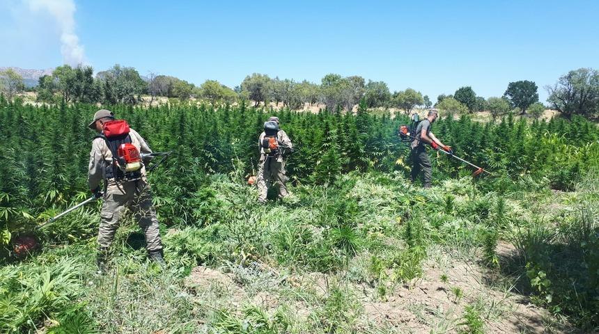 İçişleri Bakanlığı duyurdu! Diyarbakır'da 22 milyon kök kenevir ele geçirildi