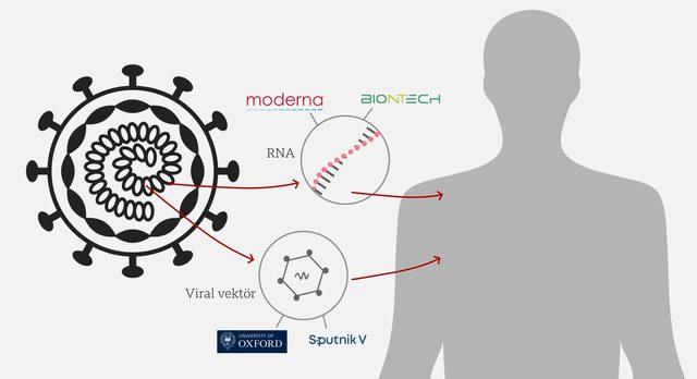 Covid-19 aşıları: BioNTech, Sputnik ve CoronaVac ın farklı ne, aşılar hangi y&ouml;ntemlerle &uuml;retiliyor? 2