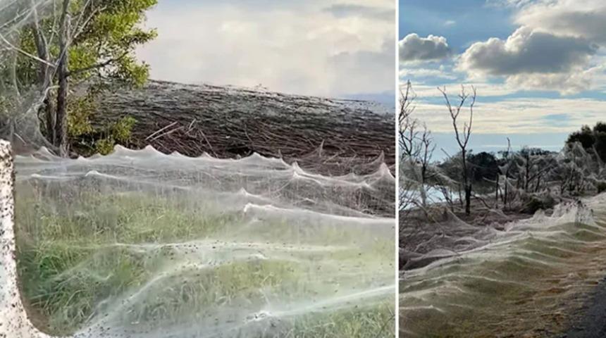 Her yeri kapladı! Avustralya'da daha fare istilası bitmedi, örümcek istilası başladı! 