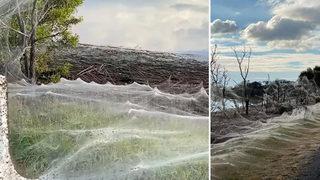 Her yeri kapladı! Avustralya'da daha fare istilası bitmedi, örümcek istilası başladı! 