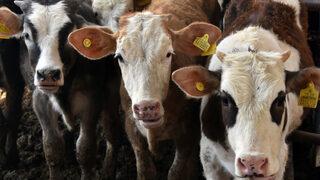 Konya Ovası’ndaki kuraklık, samanı da vurdu