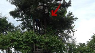 Düştüğü yetmedi, ağaca yerleşti! Gören buraya geliyor