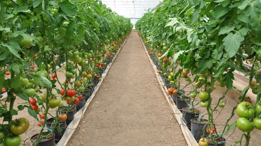 Ünü sınırları aştı! Eynal domatesine coğrafi işaret başvurusu yapıldı