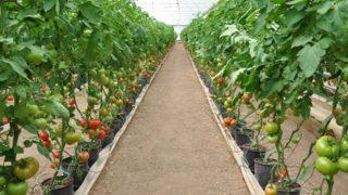 Ünü sınırları aştı! Eynal domatesine coğrafi işaret başvurusu yapıldı