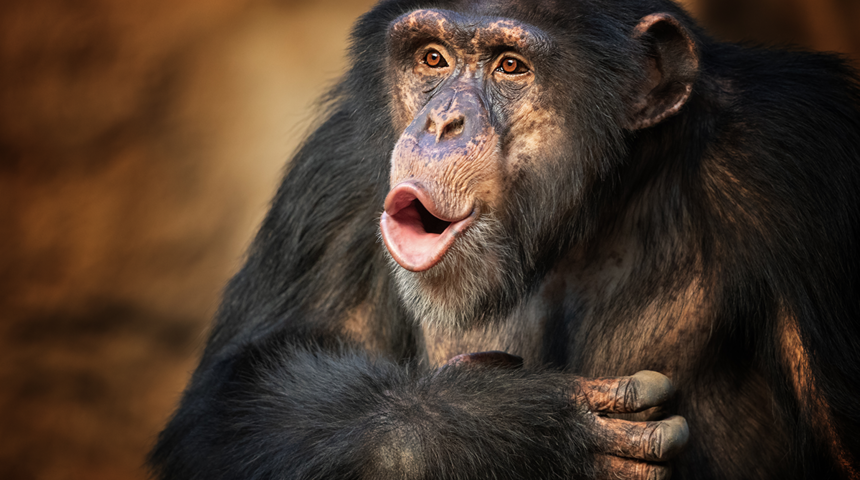 ‘Tarzan’ hikayesi tersine döndü! Bir İngiliz köyünde insan gibi yetiştirilen gorilin öyküsü: John Daniel 