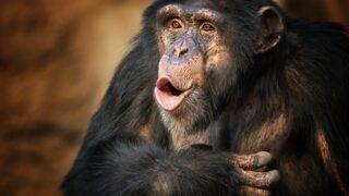 ‘Tarzan’ hikayesi tersine döndü! Bir İngiliz köyünde insan gibi yetiştirilen gorilin öyküsü: John Daniel 