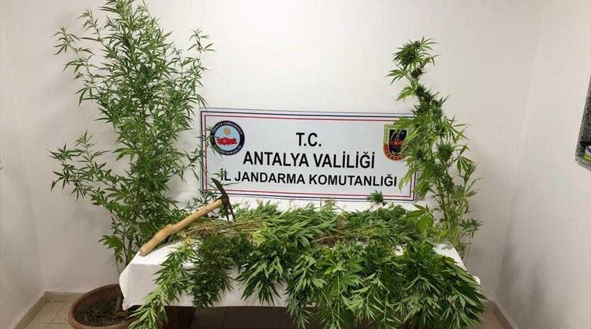 Antalya'da ormanlık alana kenevir ektiği iddia edilen şüpheli yakalandı