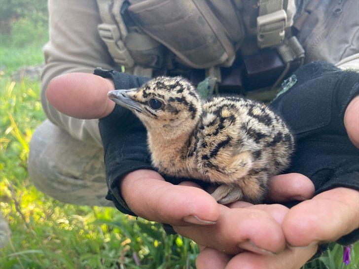 Erzurum'da jandarmanın ormanlık alanda bulduğu toy kuşu yavrusu koruma altına alındı G1