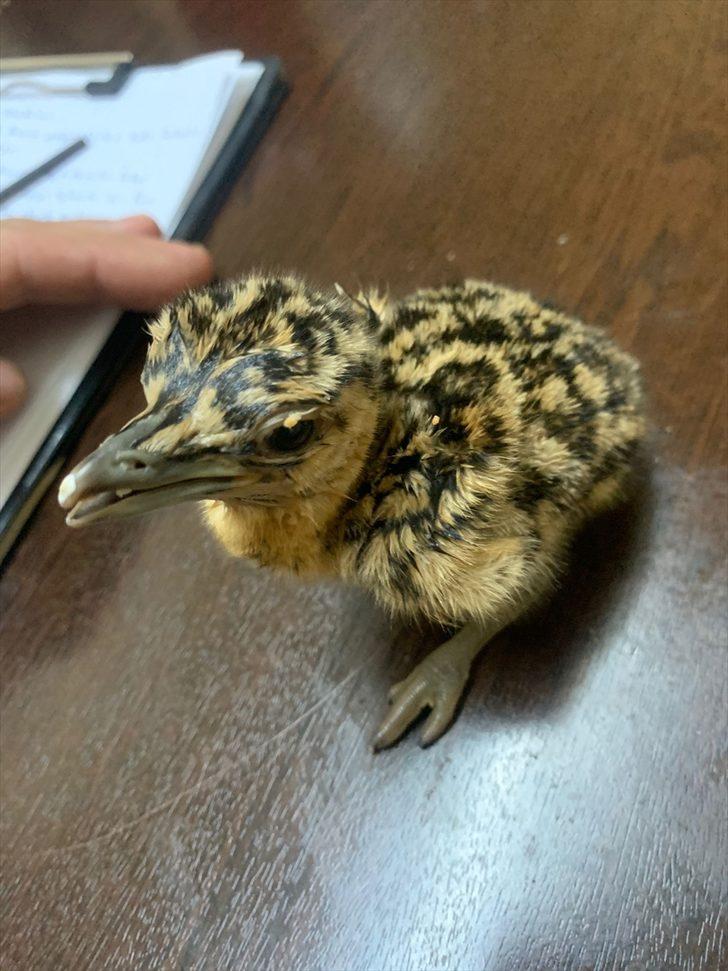 Erzurum'da jandarmanın ormanlık alanda bulduğu toy kuşu yavrusu koruma altına alındı G2