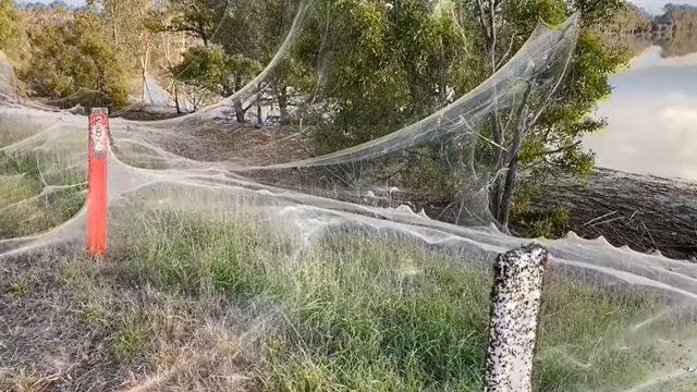 Avustralya örümcek ağları