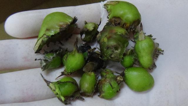 Doğu Karadeniz'de ilk kez görüldü! Arıcıların korkulu rüyası 'Katil arı' hızla yayılıyor