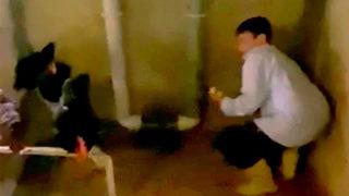 Yumurtaları toplamak için kümese giren çocuk, horozun saldırısına uğradı