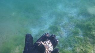 Korkutan görüntüler! Canlıları boğmuş, resmen öldürmüş