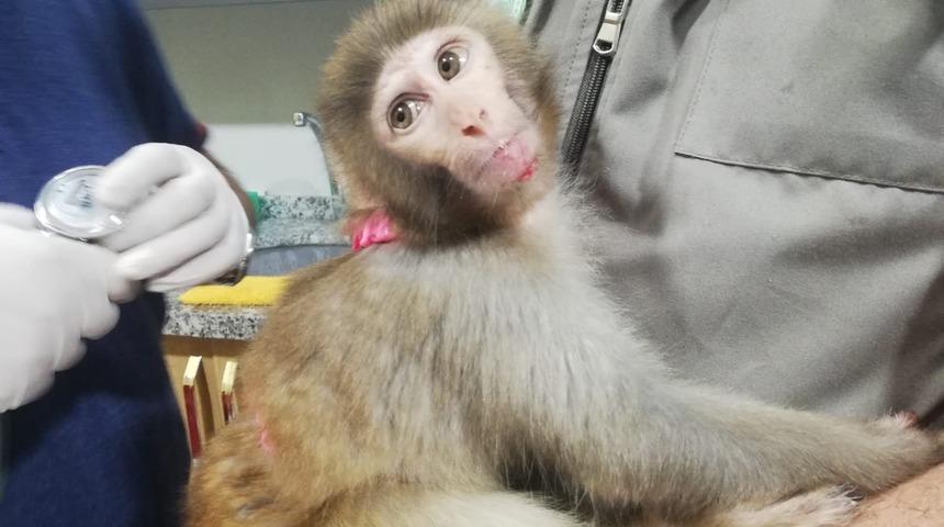 Ordu'da inşaatta yaralı bulunan maymun korumaya alındı