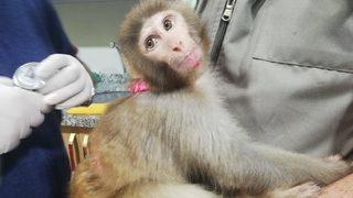 Ordu'da inşaatta yaralı bulunan maymun korumaya alındı