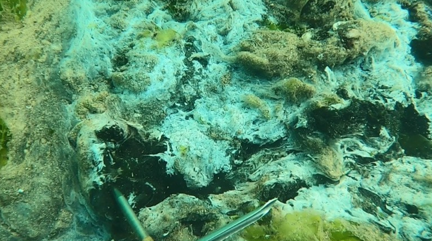 Müsilaj felaketini böyle anlattı: Yengeç ölümleri ve çürüme başladı, daha kötü senaryolar var