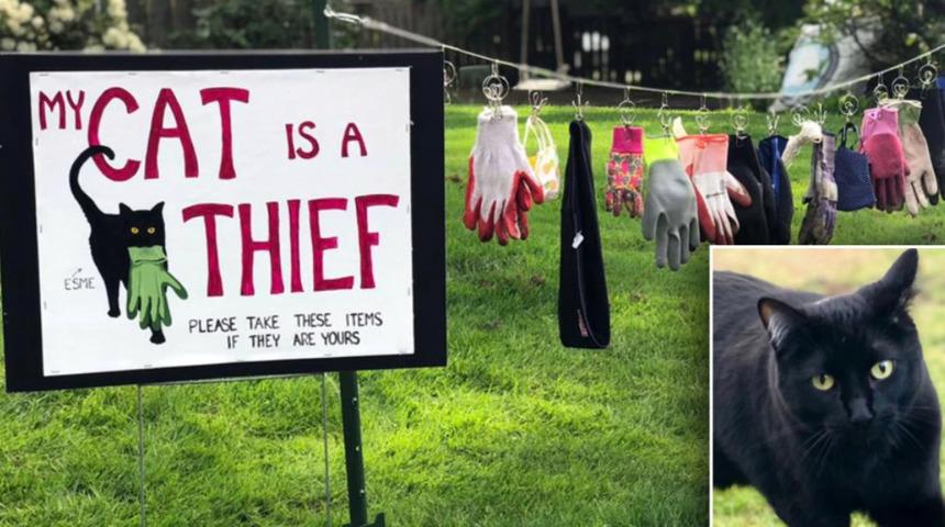 Çaldığı eşyaları ipe dizip, tabela astı: Kedim bir hırsız
