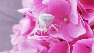 Yüzüne baktığında şaşkına döndü, hemen kavanoza koydu: İnsan gibiydi