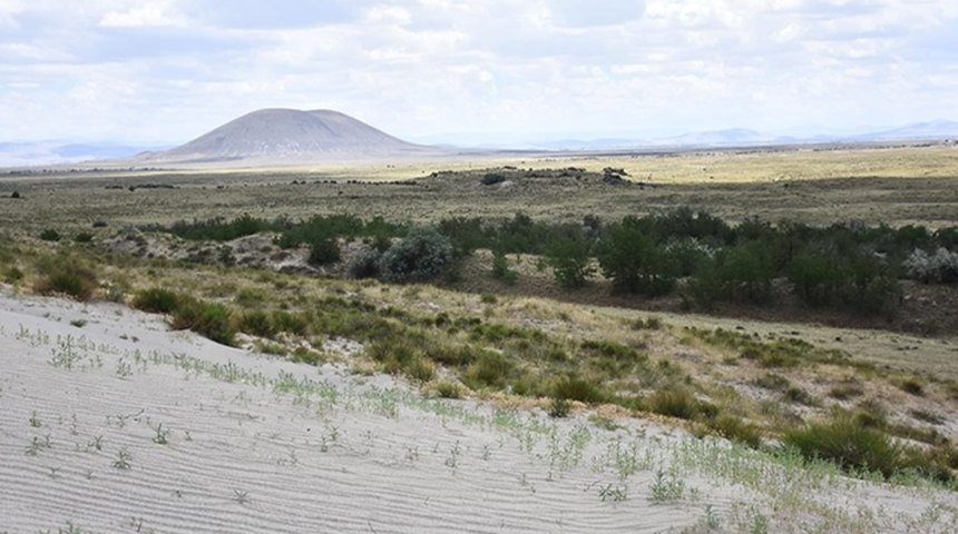 Konya’nın Karapınar ilçesindeki çölleşmeye karşı verilen mücadele sonuç verdi! Yeşeren çöl şaşkınlık yarattı