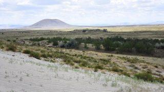 Konya’nın Karapınar ilçesindeki çölleşmeye karşı verilen mücadele sonuç verdi! Yeşeren çöl şaşkınlık yarattı