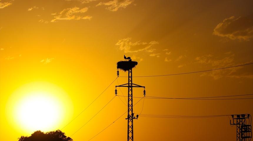 Iğdır'da gün batımıyla leylekler güzel görüntü oluşturdu