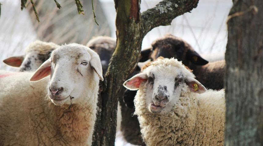Kurban Bayramı'na kaç gün var? Kurban Bayramı ayın kaçında?