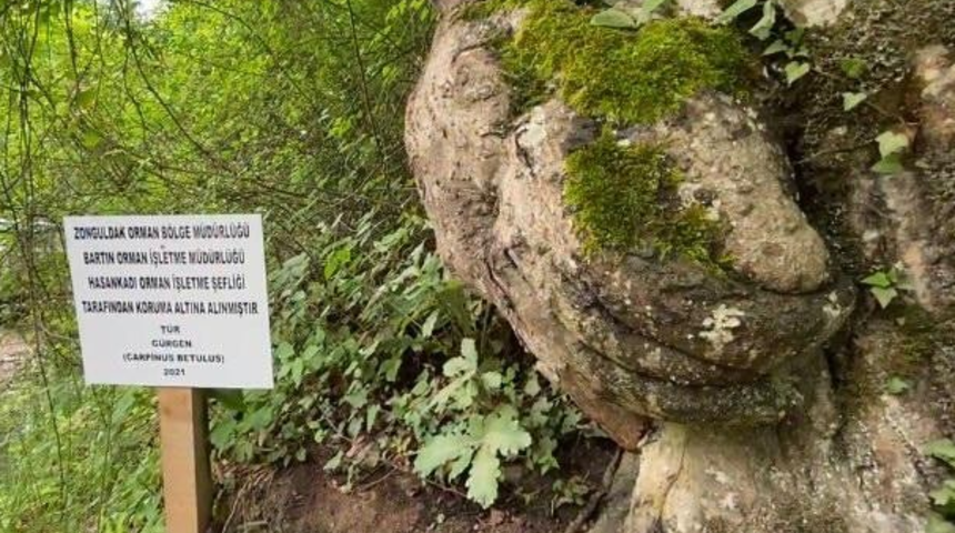 Şaşkına çeviren ağaç! Üzerindeki detay dikkat çekti, hemen koruma altına alındı